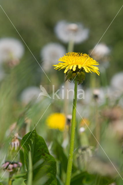 Dandelion (Taraxacum spec.)