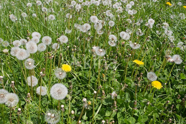 Dandelion (Taraxacum spec.)