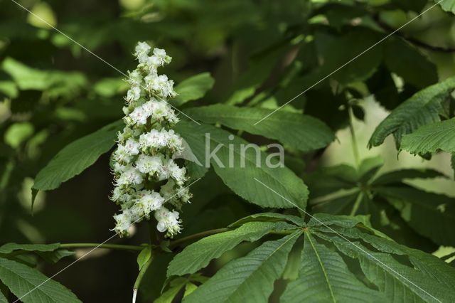 Paardenkastanje (Aesculus hippocastanum)