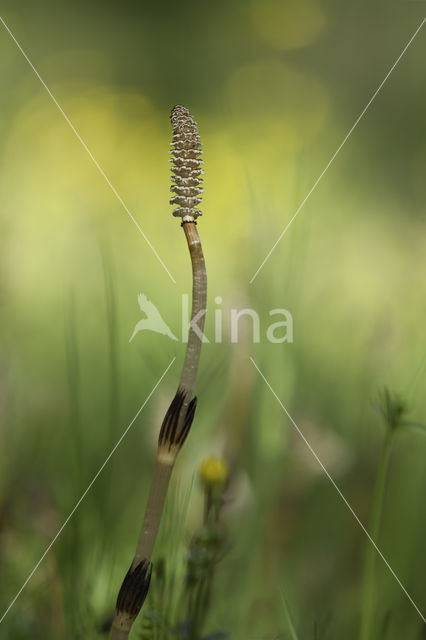 Horsetail (Equisetum spec.)