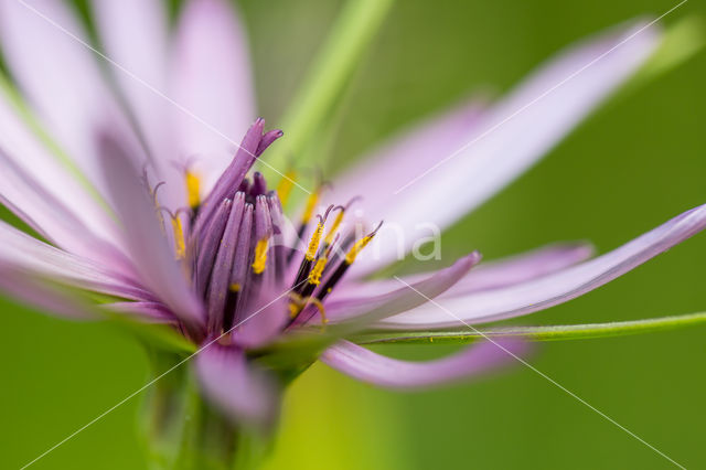 Paarse morgenster (Tragopogon porrifolius)