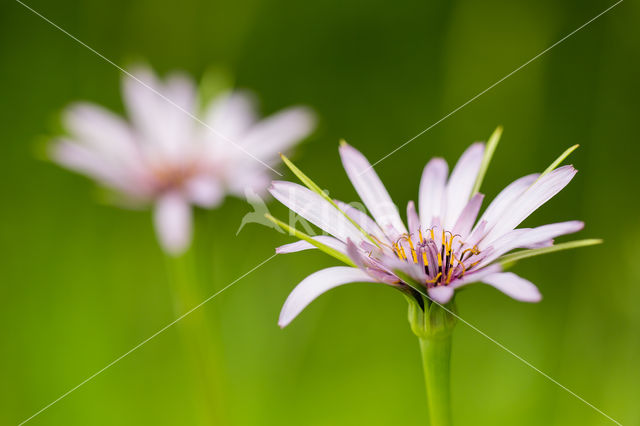 Paarse morgenster (Tragopogon porrifolius)