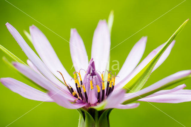 Paarse morgenster (Tragopogon porrifolius)