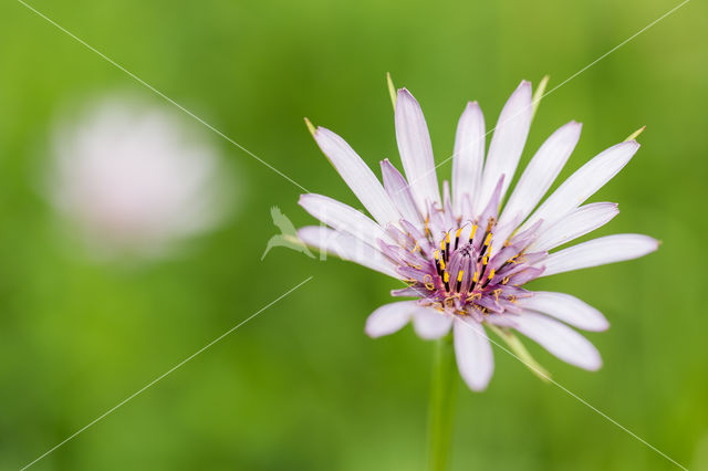 Salsify (Tragopogon porrifolius)