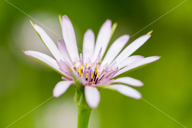 Paarse morgenster (Tragopogon porrifolius)