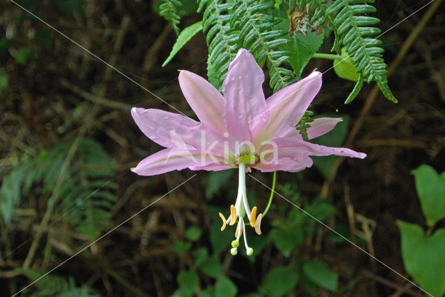 Passiebloem (Passiflora spec.)