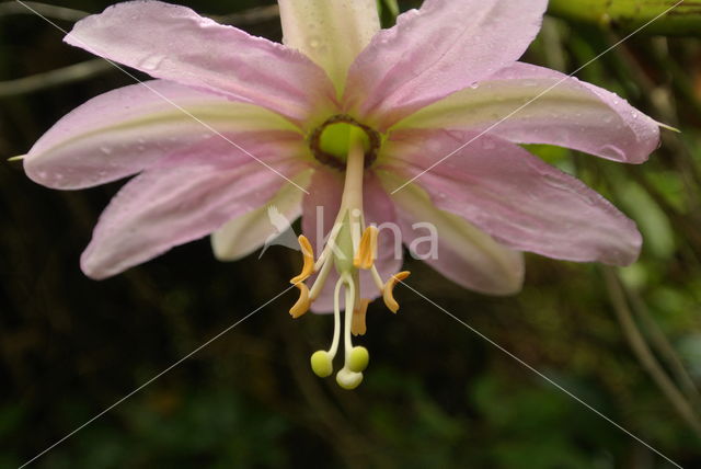 passionflower (Passiflora spec.)