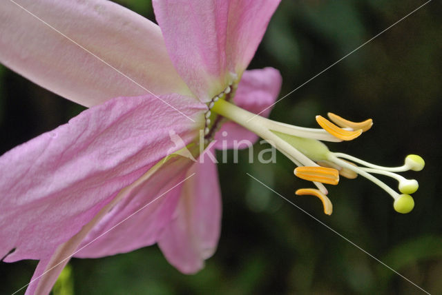 Passiebloem (Passiflora spec.)