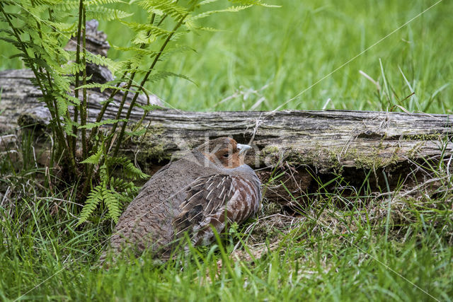 Grey Partridge (Perdix perdix)