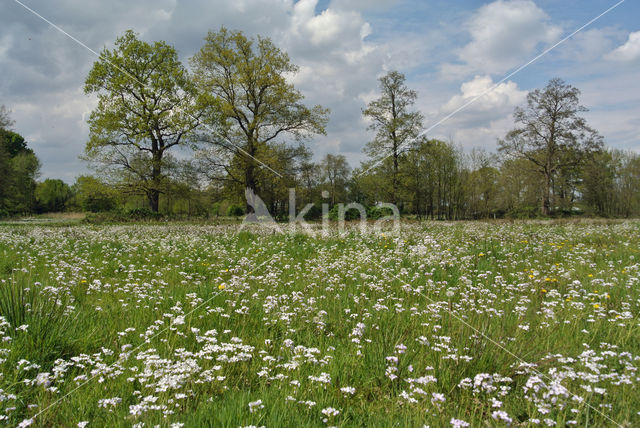 Pinksterbloem (Cardamine pratensis)