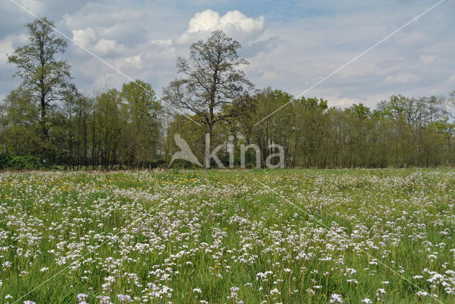 Pinksterbloem (Cardamine pratensis)