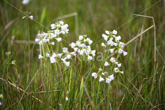 Pinksterbloem (Cardamine pratensis)