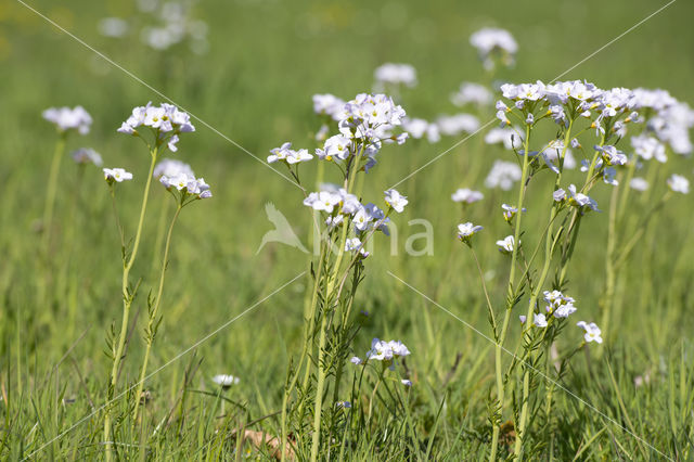 Pinksterbloem (Cardamine pratensis)