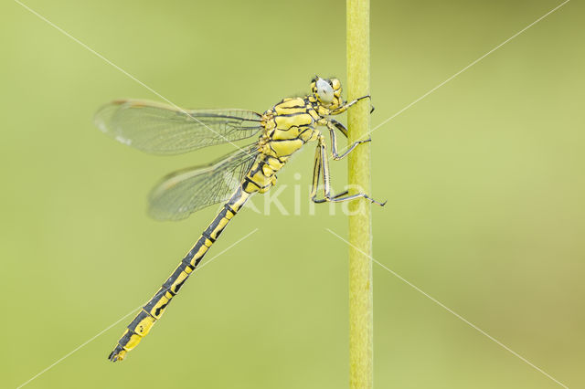 Plasrombout (Gomphus pulchellus)