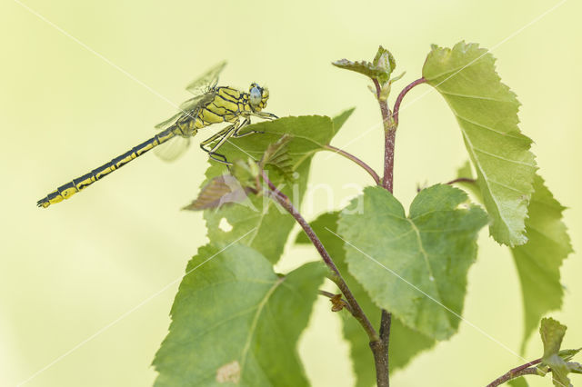 Dragonfly (Gomphus pulchellus)