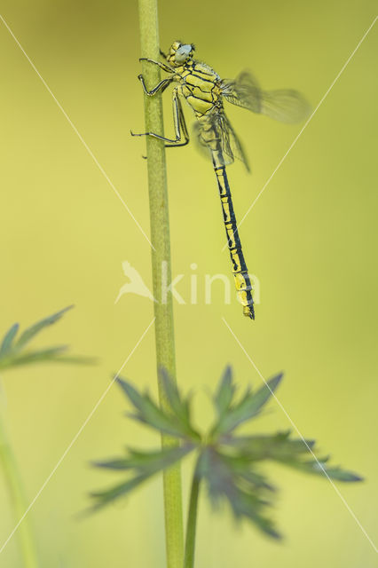 Dragonfly (Gomphus pulchellus)