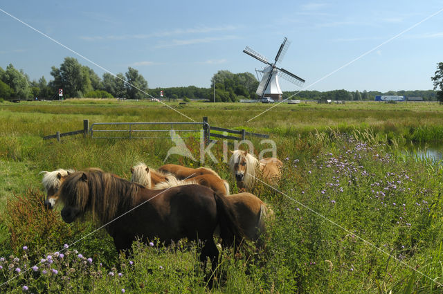 Pony (Equus spp)