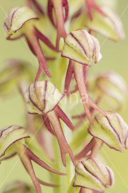Man Orchid (Aceras anthropophorum)