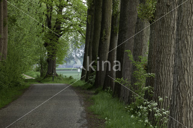 Poplar (Populus spec.)