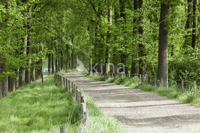 Poplar (Populus spec.)