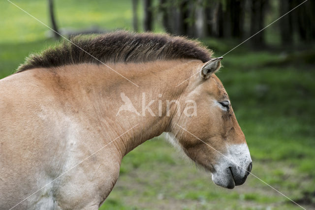 Przewalskipaard (Equus przewalskii)