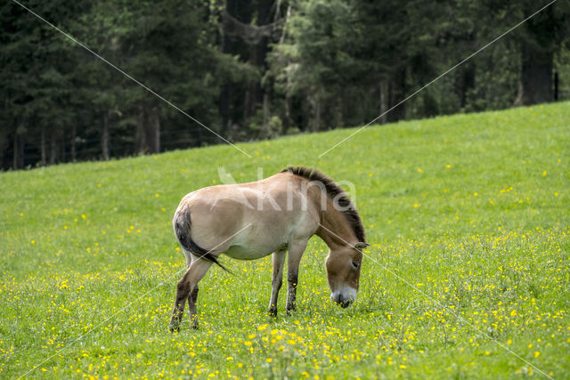 Przewalskipaard (Equus przewalskii)