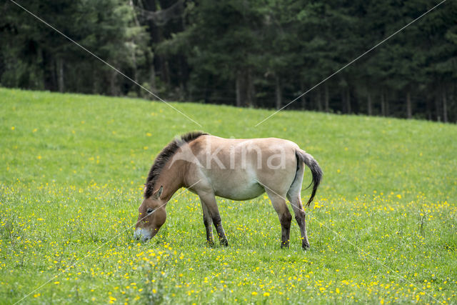 Przewalskipaard (Equus przewalskii)