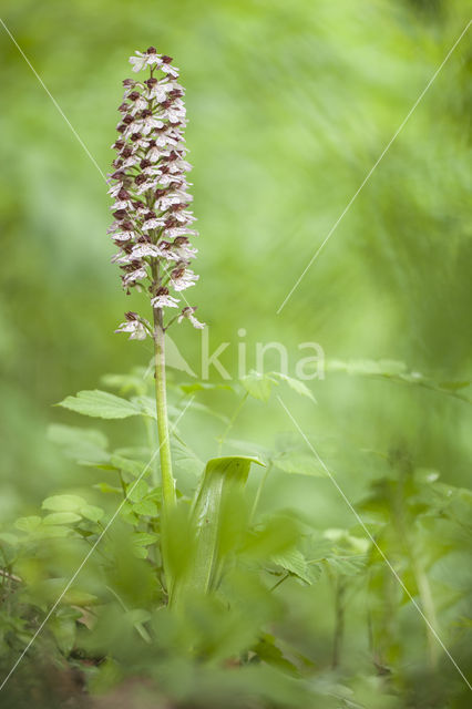 Lady Orchid (Orchis purpurea)