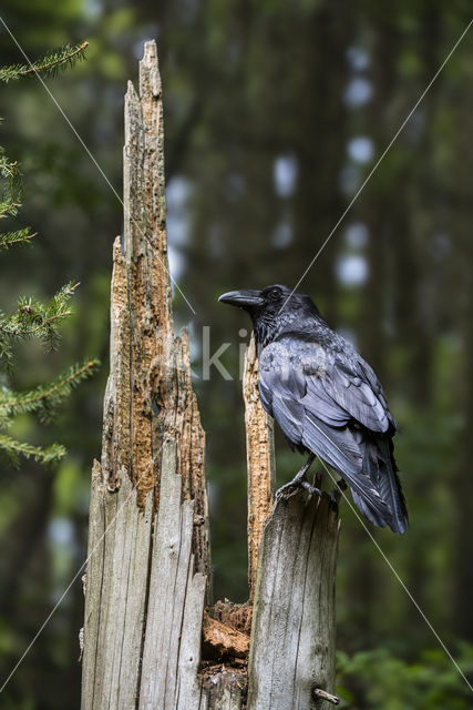 Raaf (Corvus corax)