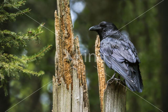 Common Raven (Corvus corax)