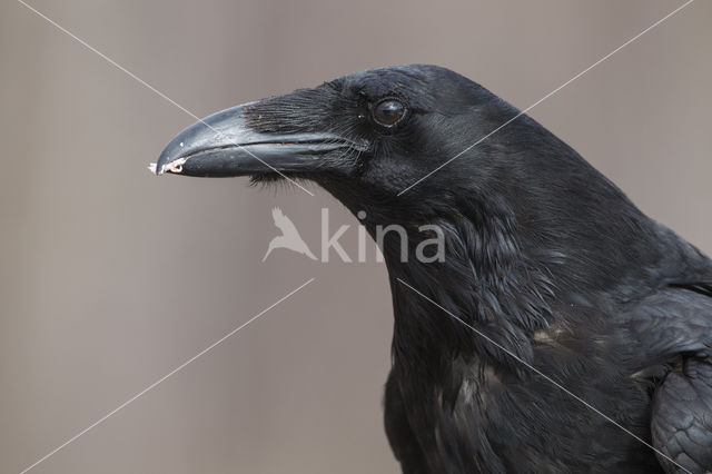 Raaf (Corvus corax)