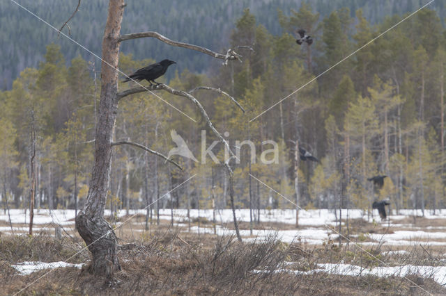 Raaf (Corvus corax)