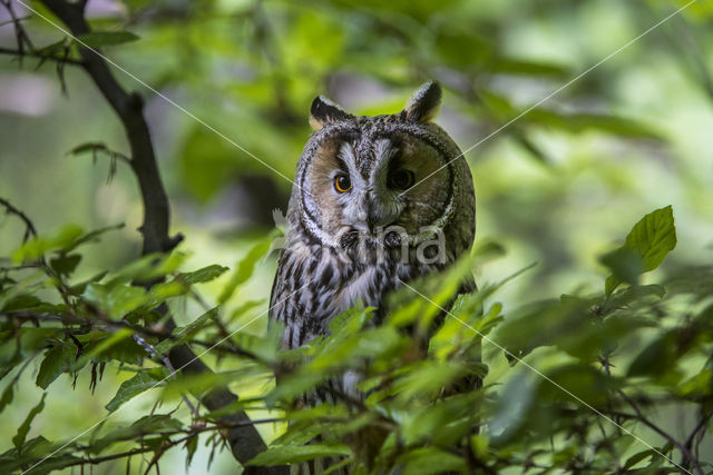 Long-eared Owl (Asio otus)