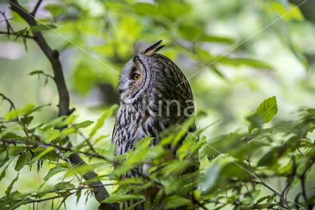 Long-eared Owl (Asio otus)