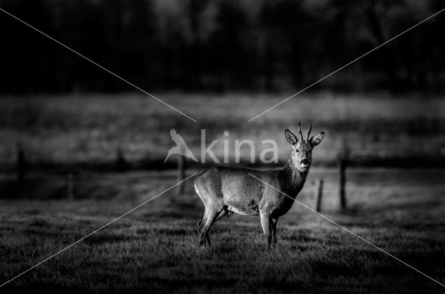 Roe Deer (Capreolus capreolus)