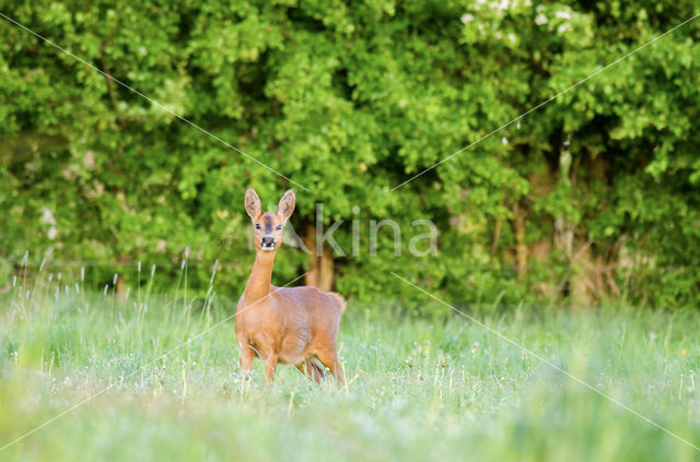 Roe Deer (Capreolus capreolus)