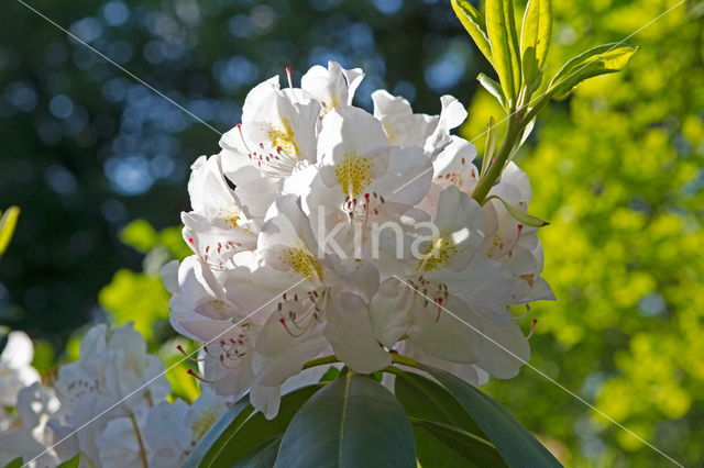 Rhododendron (Rhododendron