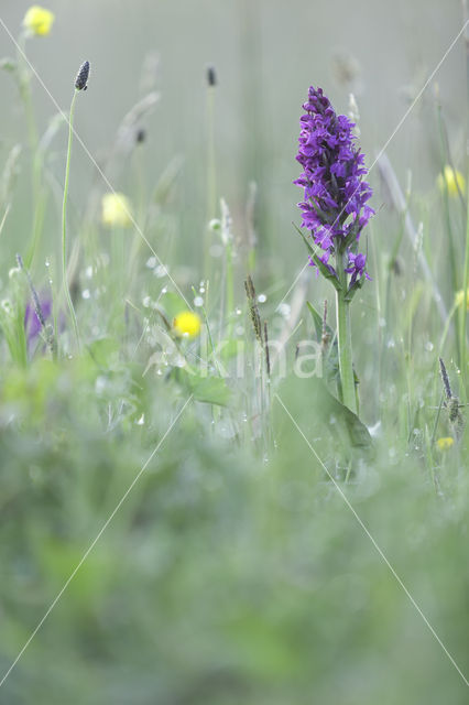 Southern Marsh-orchid (Dactylorhiza praetermissa)