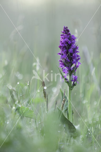 Southern Marsh-orchid (Dactylorhiza praetermissa)