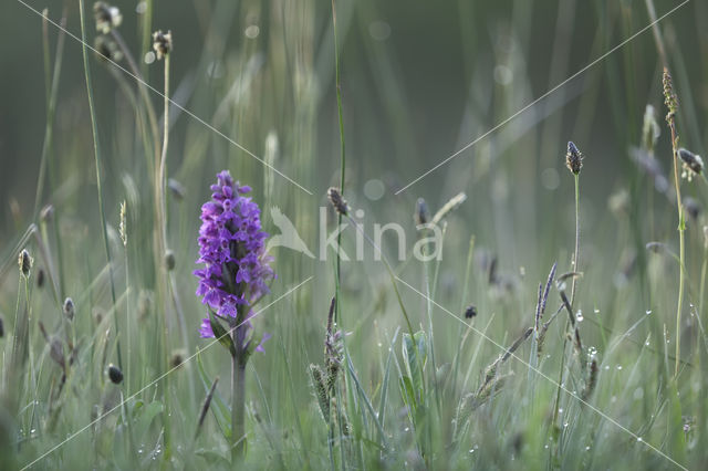 Southern Marsh-orchid (Dactylorhiza praetermissa)