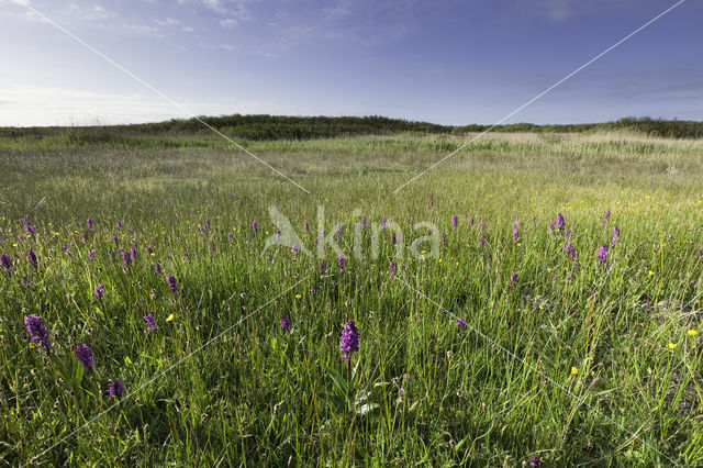 Southern Marsh-orchid (Dactylorhiza praetermissa)