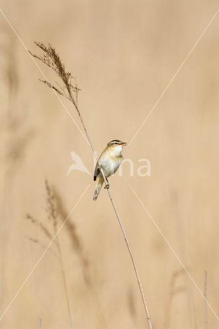 Rietzanger (Acrocephalus schoenobaenus)