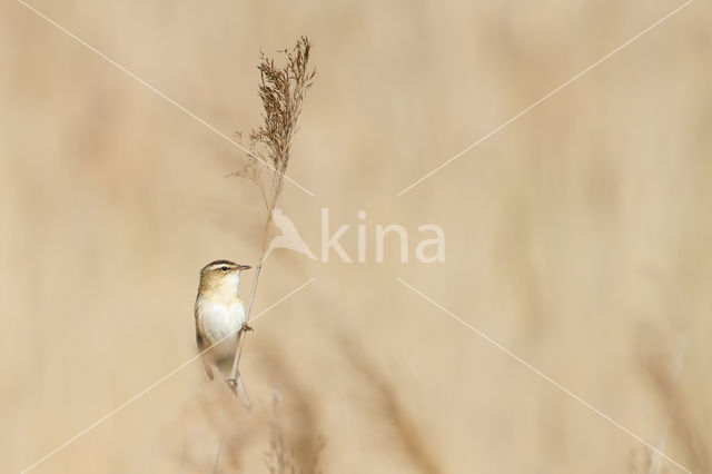 Rietzanger (Acrocephalus schoenobaenus)