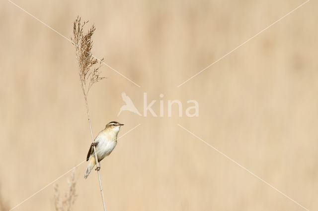 Sedge Warbler (Acrocephalus schoenobaenus)