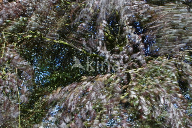 Purple Beech (Fagus purpurea)