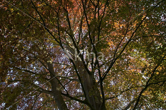 Rode beuk (Fagus purpurea)