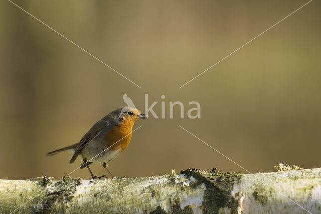 Roodborst