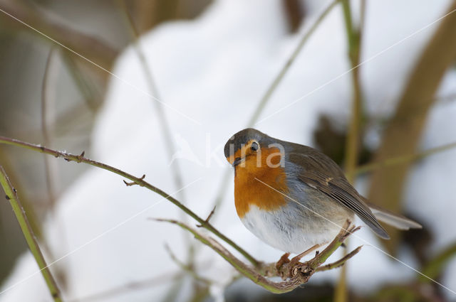 European Robin (Erithacus rubecula)