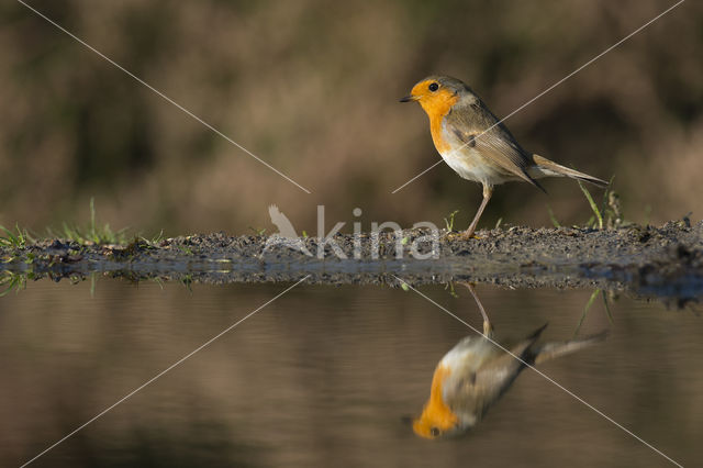 Roodborst