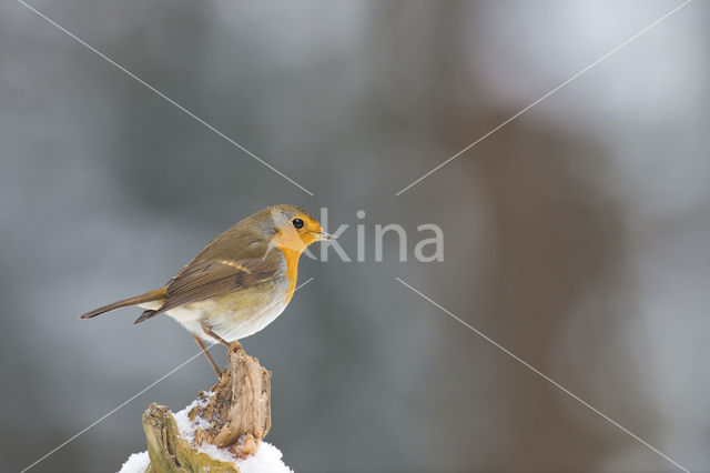 European Robin (Erithacus rubecula)